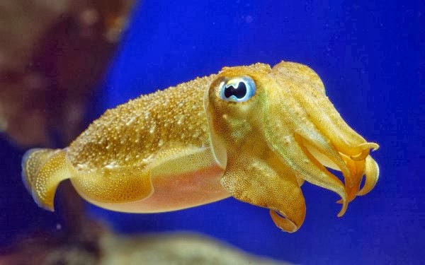 baby squids baby squids