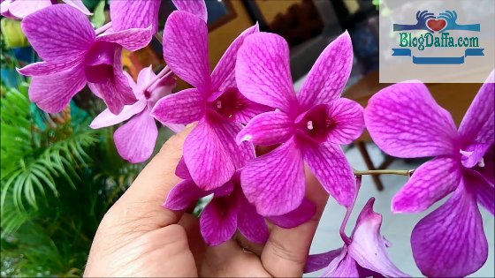 Anggrek larat bunga asli Indonesia