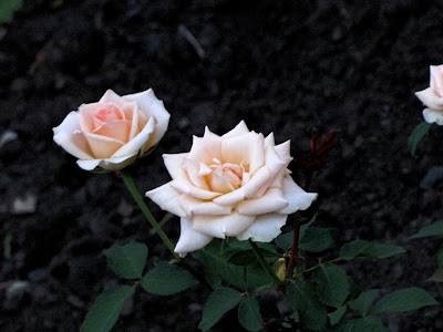 Розы в цвету