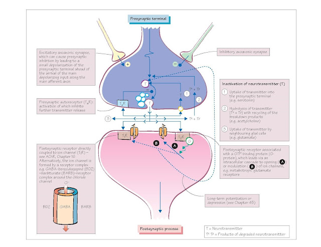 Neurotransmitters, Receptors And Their Pathways, desensitization and down-regulation, super-sensitivity and up-regulation, Diversity and anatomy of neurotransmitter pathways, Excitatory amino acids, Inhibitory amino acids, Monoamines, Acetylcholine, Neuropeptides