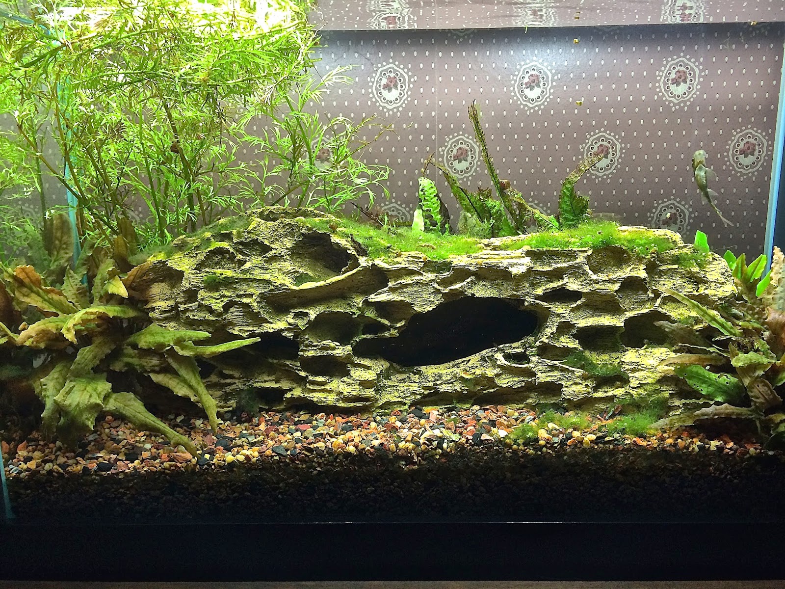 Anoxic Filtration System: Cyanobacteria…what is it, and can we get rid ...
