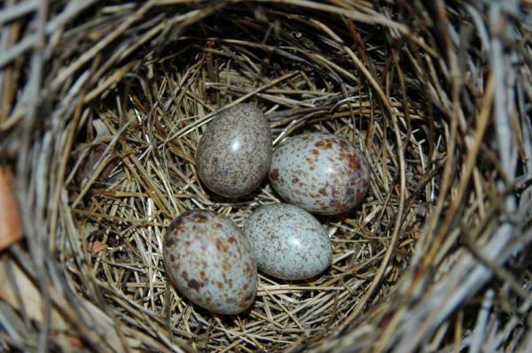 Песня птички яички. Яйца птиц. Пятнистые яйца птиц. Серые птичьи яйца. Голубые яйца в крапинку в гнезде.