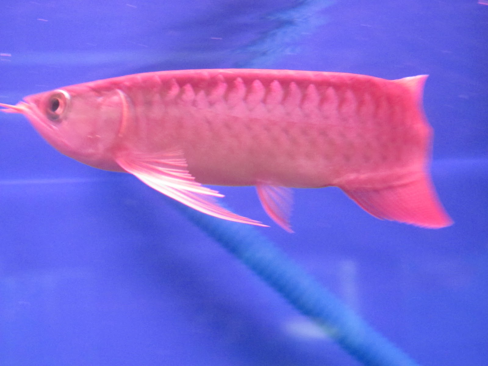 AROWANA HOUSE Indonesia Chili Red Arowana AAA