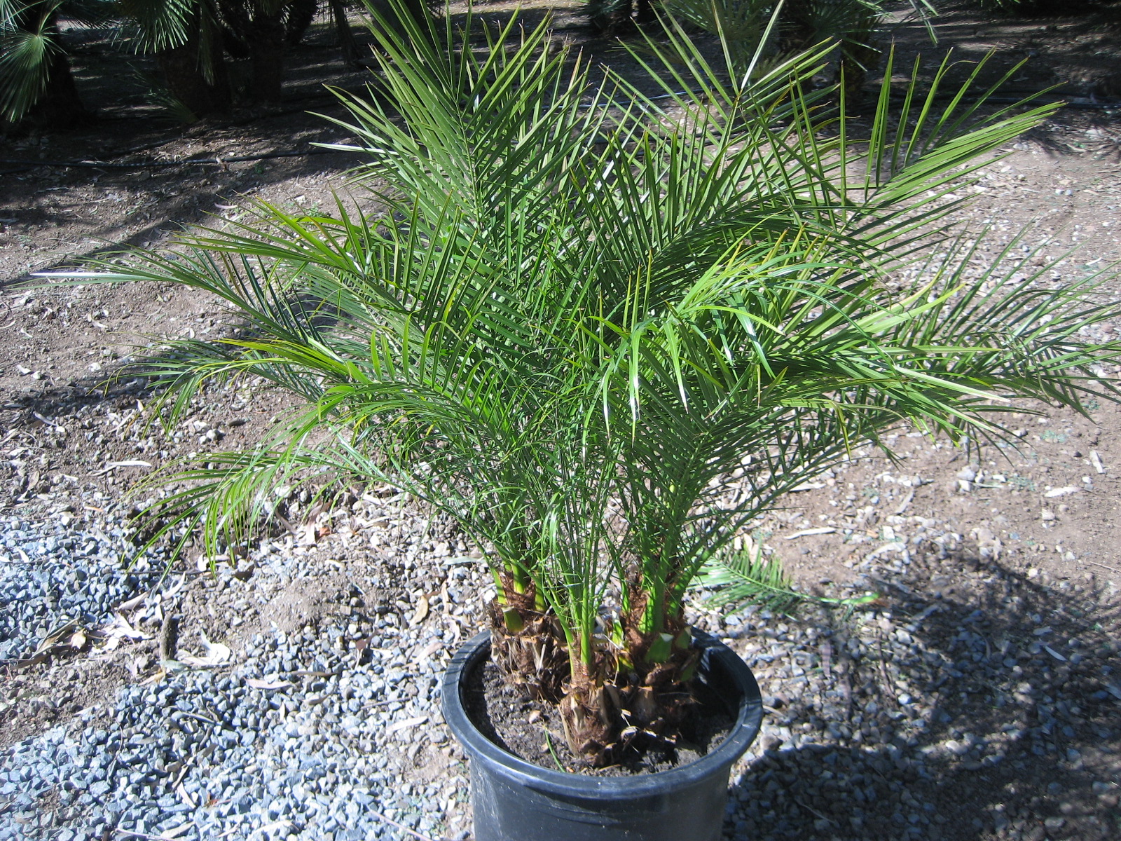 Gregory Palm Farms PYGMY DATE PALMS! PALMS FOR SALE at the Gregory