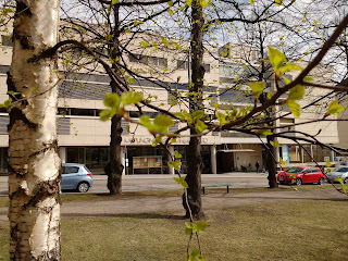 Hiirenkorvia Jyväskylän kaupunginkirjaston viereisessä Cygnaeuksenpuistossa.