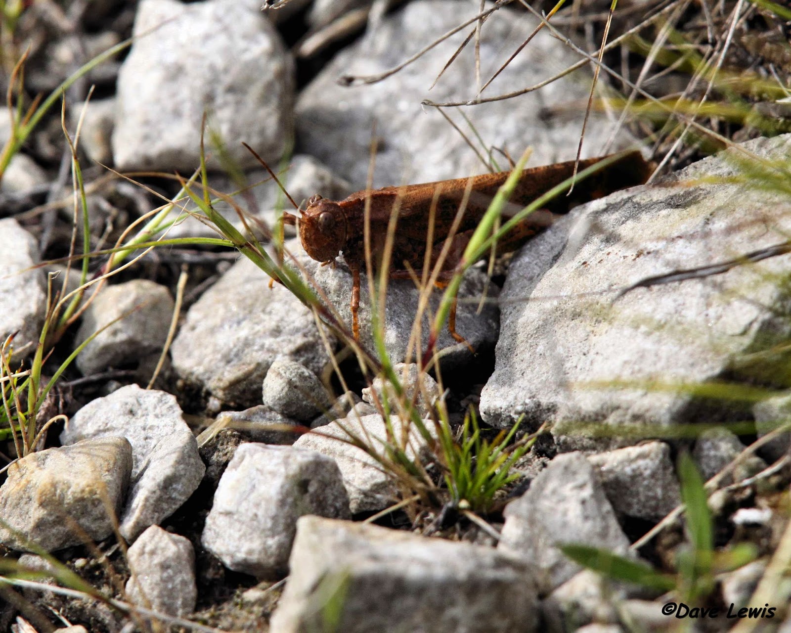 Birds from Behind 05 October 2014
