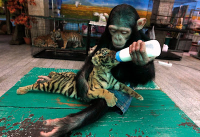 Animales Changuito Tigre bebé