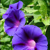 About Morning Glories