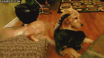 cutest-cat-dog-fight-ever-pat-pat.gif