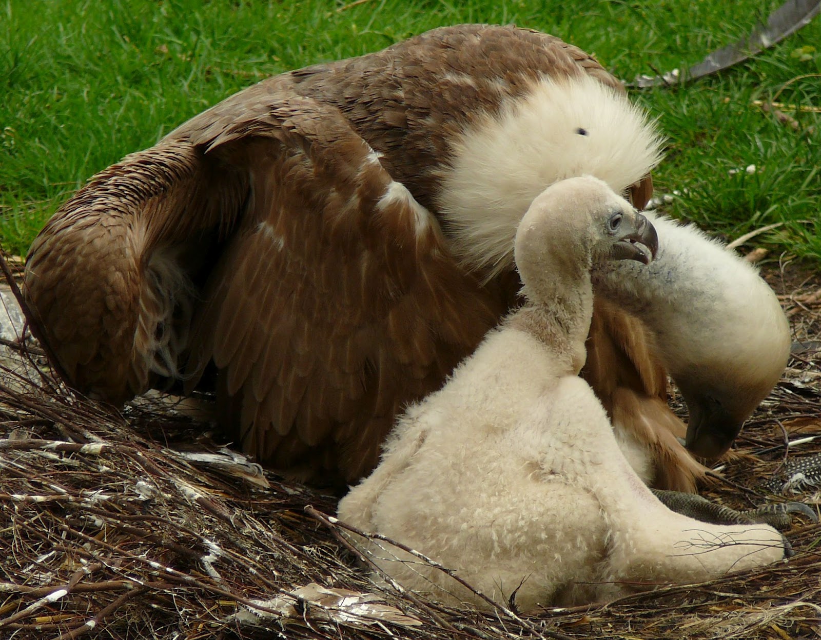 Faszination Geier April 2012