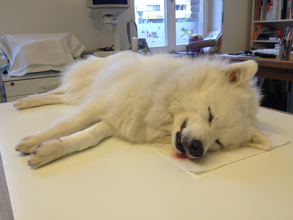 Wuffblog Zahnstein und der Hund