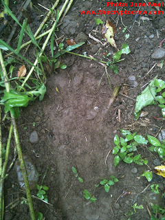 Bigfoot tracks in Kentucky