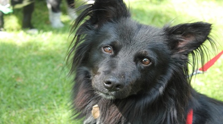 Scodinzolo Meticcio O Bastardino Un Cane Che Dà Grande Affetto