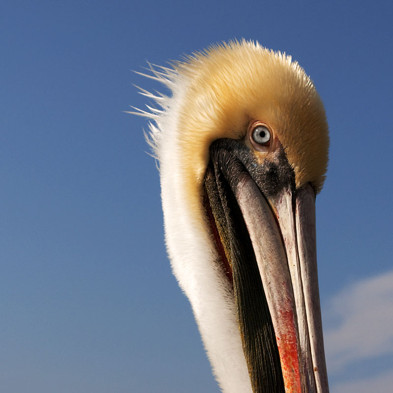 Pelican; click for previous post