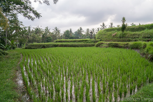 Campuhan - Ubud - Bali