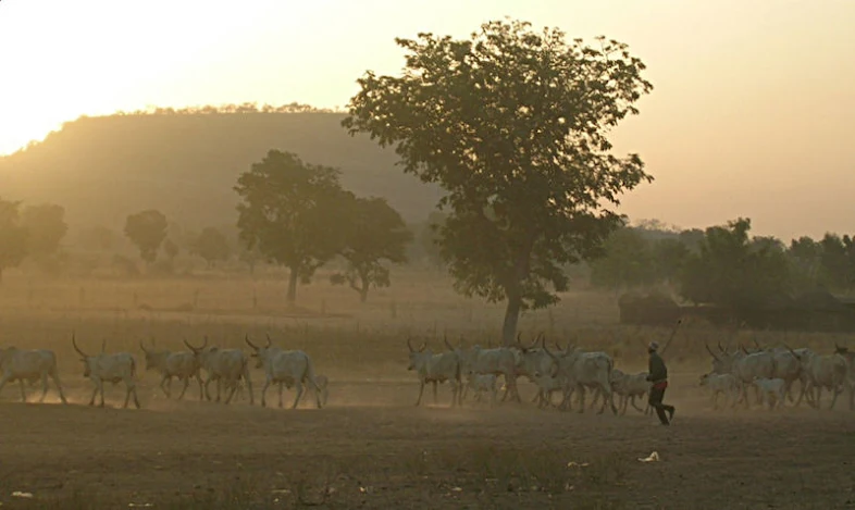 Seorang penggembala dari etnis Fulani mengarahkan ternaknya di Kamerun utara.