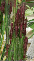 http://plantsgallery.blogspot.com/2014/02/euphorbia-trigona-rubra-wilczomlecz.html