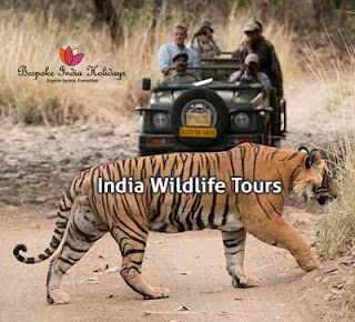 India Wildlife Tours | Bespoke India Holidays