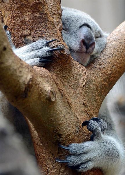 Imagen Koala