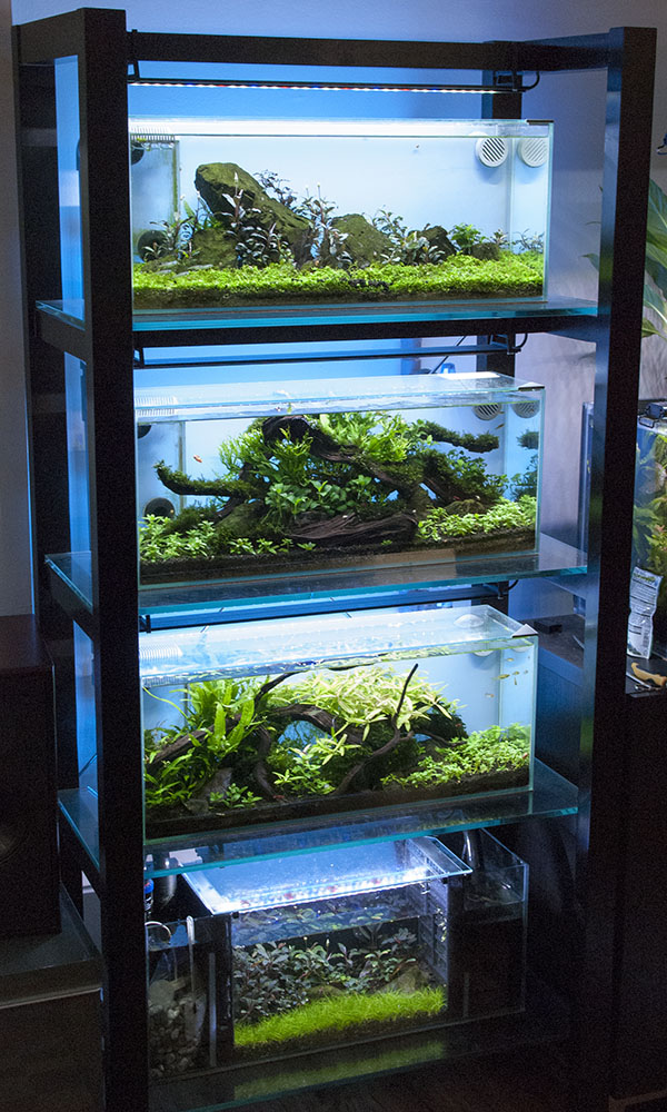 Everything Bends Bookshelf Of Aquariums Vi Plants Fish