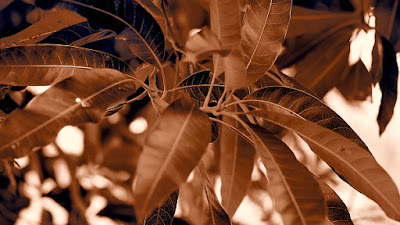 Olympus Viewer 3 Gentle Sepia Filter Effect Olympus Viewer 3 Gentle Sepia Filter Effect