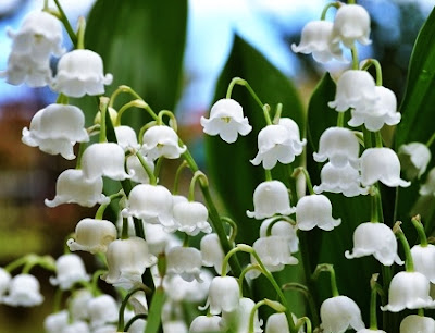 lily of the valley