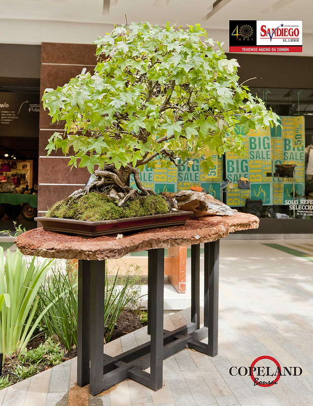 BONSAI COLOMBIA Expo Bonsai Medellin.