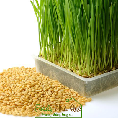 cỏ lúa mì trị ung thư