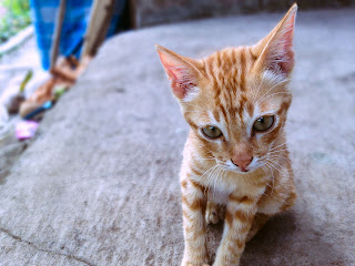 Brown Kittens Eyes Look The Pet In The House At Ringdikit Village, North Bali, Indonesia