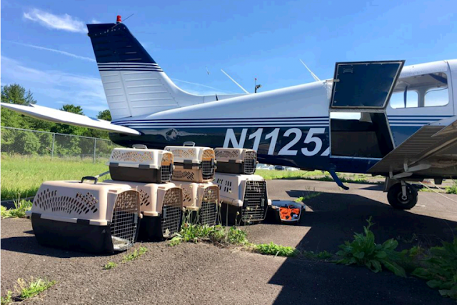 homem avião salvar cães gatos eutanásia