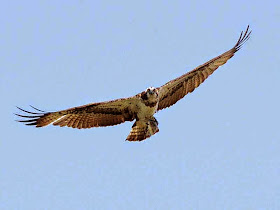 flying osprey, bird