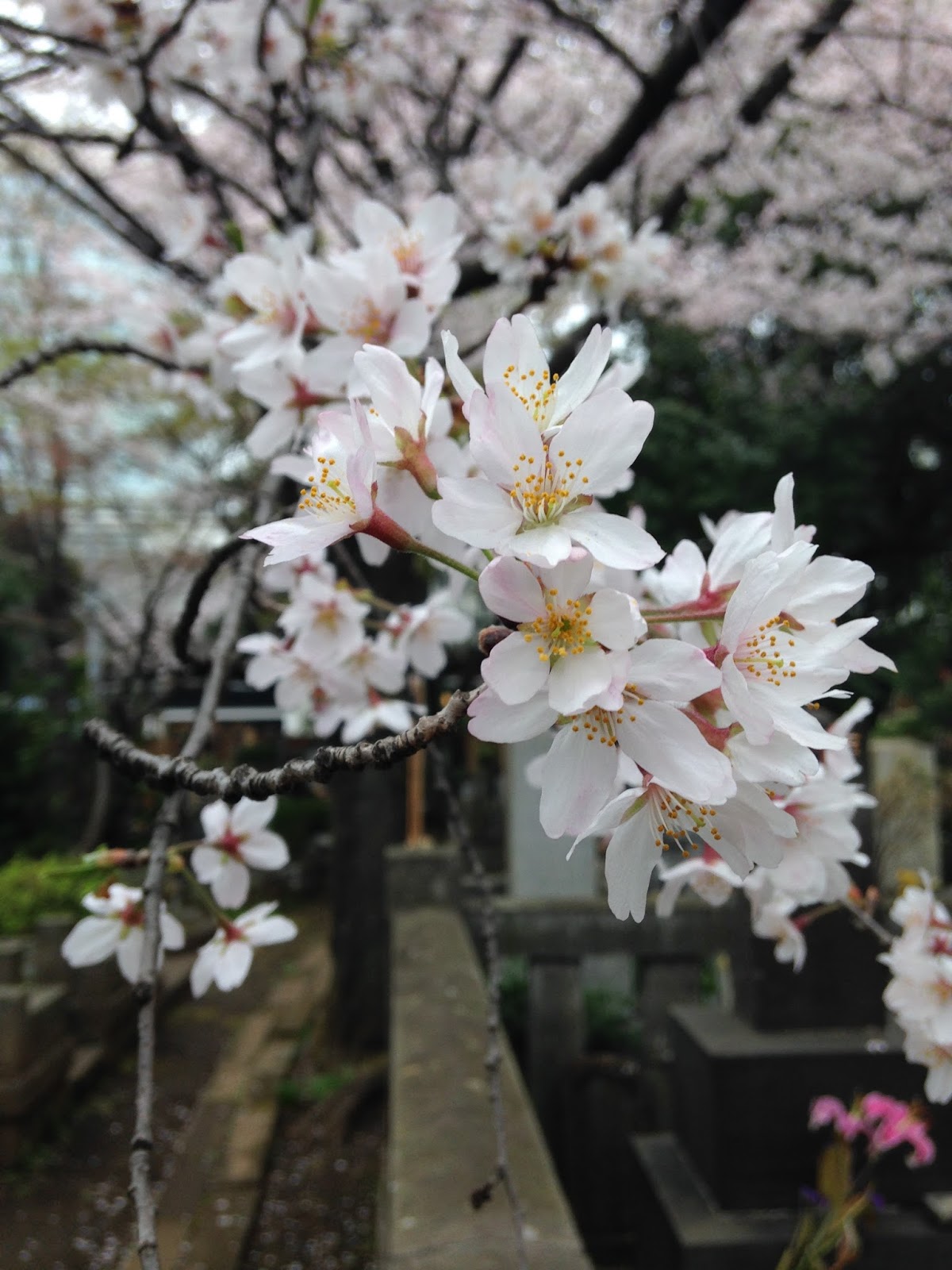 Carpe Diem Haiku Kai Carpe Diem 1194 Cherry Blossom Sakura