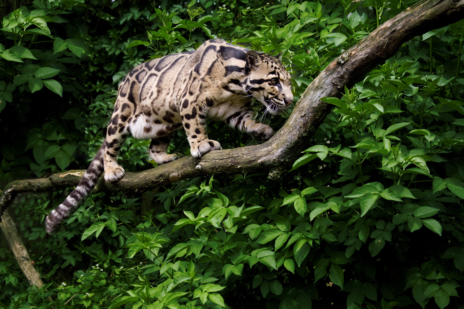 Австралия кенгуру дикие. Канадская пума. Среди животных обитающих. Стая волков. Среди животных обитающих.