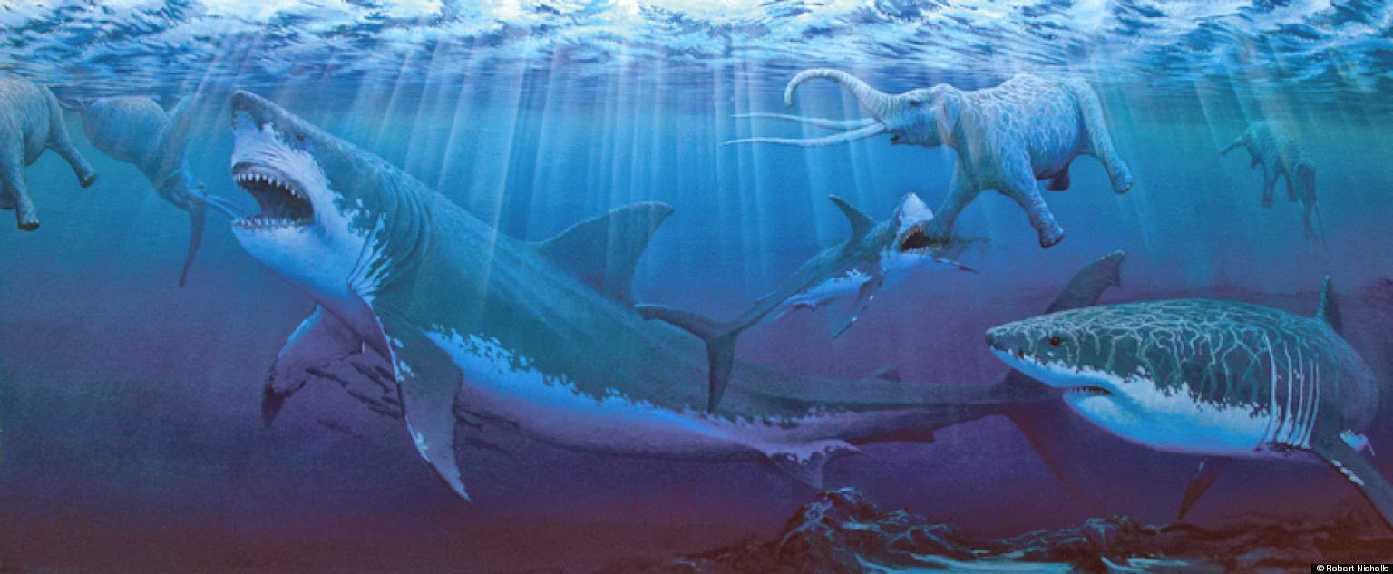 Melirik Hal Hal Menarik Di  Dunia  5 Hewan  Laut Terbesar  