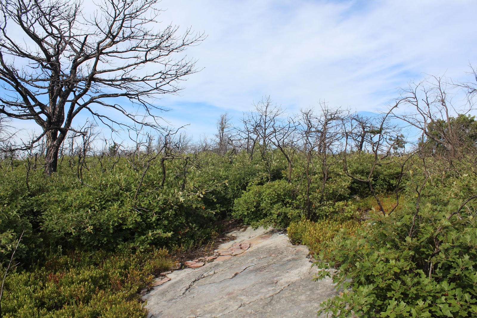 Walking Man 24 7 Shawangunk Ridge State Forest(Shawangunks)