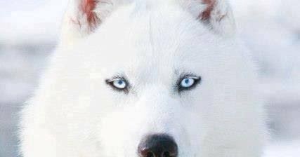 white dogs with blue i want a white with blue my dogs white dogs with blue i want a white with blue my dogs