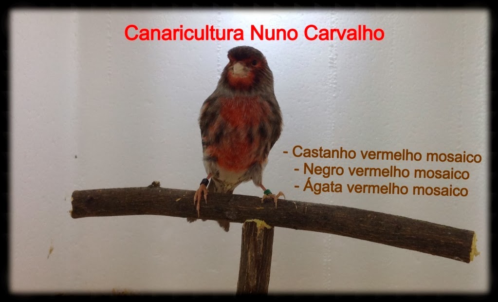 CANARICULTURA NUNO CARVALHO