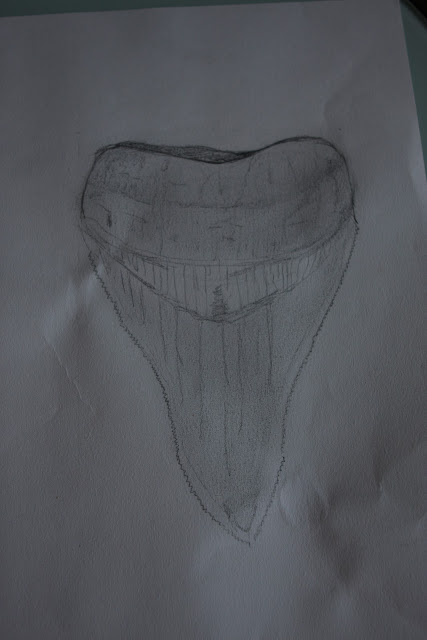 Kirart: Megalodon tooth assignment for DMA179 class