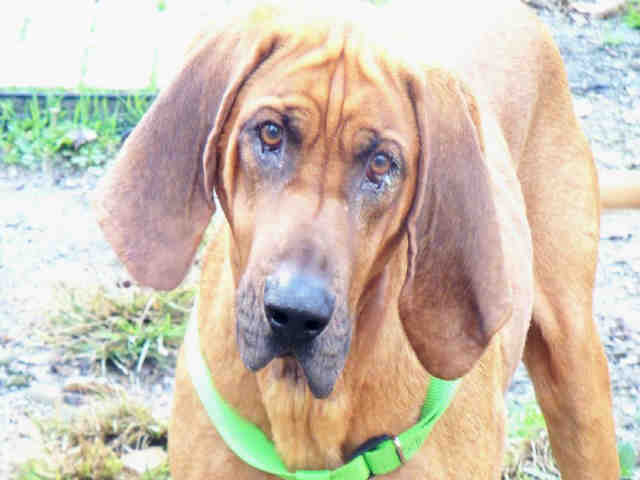 Anmeldelse Bluebell Sig til side Barkley, a red Bloodhound mix, deserves a second chance. - Animal Friends,  Inc.