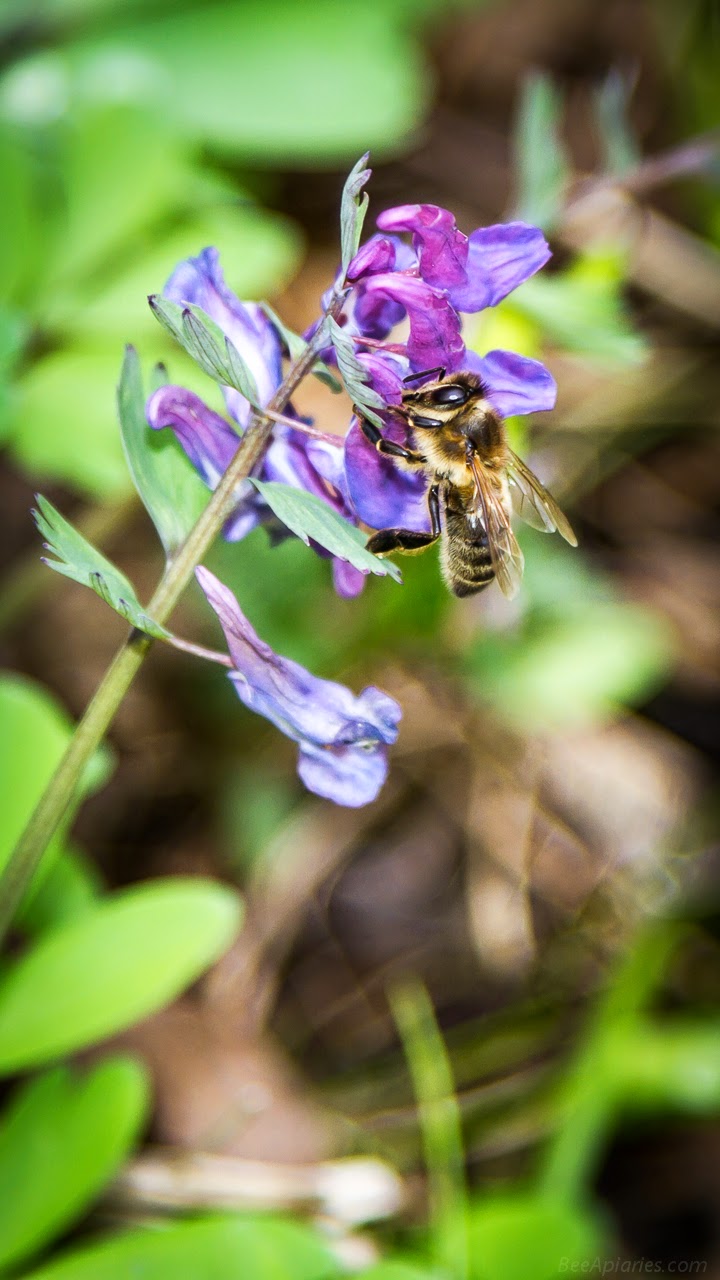 Beekeeping Wallpapers for Smartphones 720x1280 - Part 3