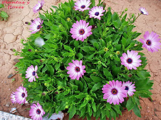 Osteospermum fruticosum