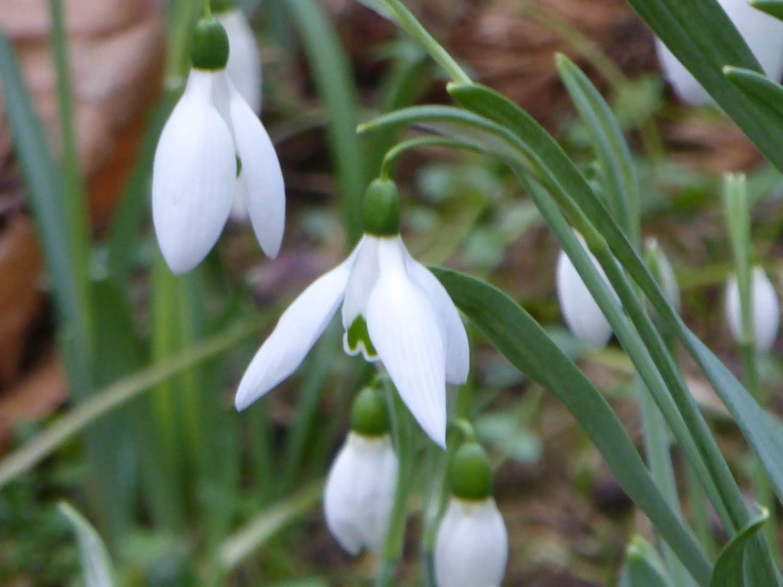 Wild and Wonderful Signs of Spring Snowdrops in Suffolk