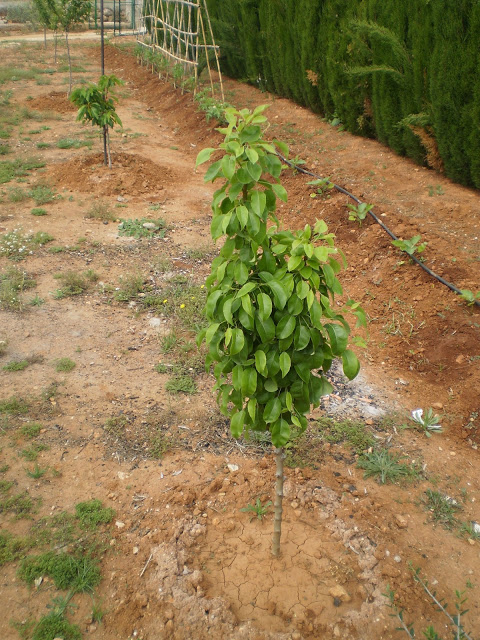 10 consejos sobre árboles frutales – Agriculturers.com | Red de  Especialistas en Agricultura