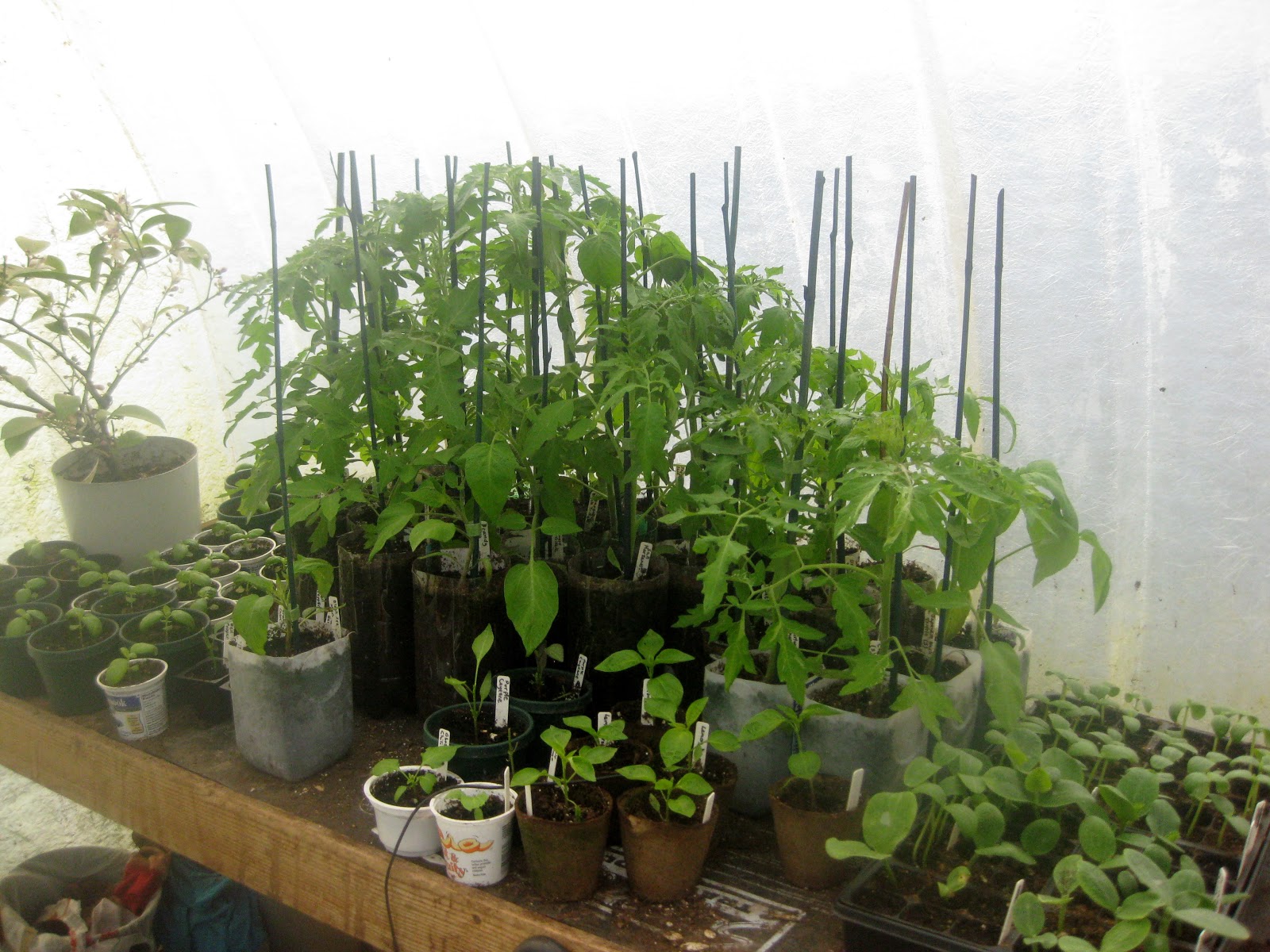 Hardening off tomatoes