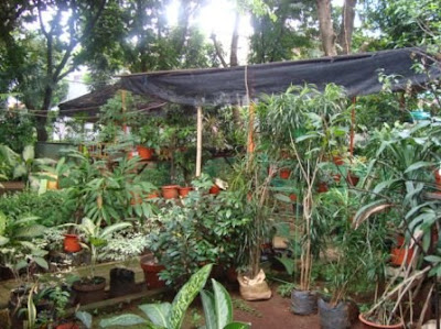 28+ Info Terpopuler Desain Taman Apotik Hidup