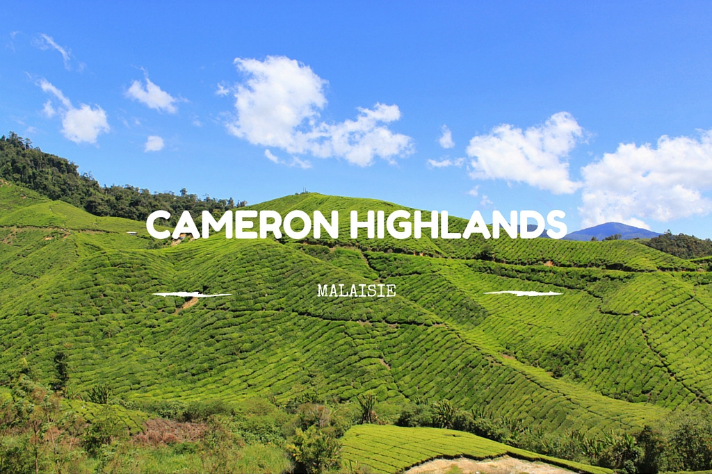 Cameron Highlands - Plantation de thé