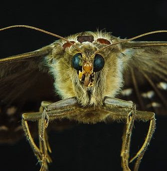 Armagedón Contra Las Avispas Y Las Abejas Están Siendo Eliminadas Del Planeta. Armagedón Contra Las Avispas Y Las Abejas Están Siendo Eliminadas Del Planeta.