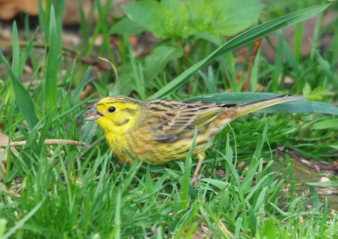 Birds of the Heath Green and Yellow!