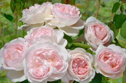 St.Swithun rose сорт розы фото купить Остин  