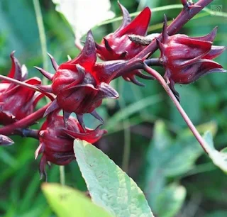 How to dry Roselle hibiscus flowers to drink and eat